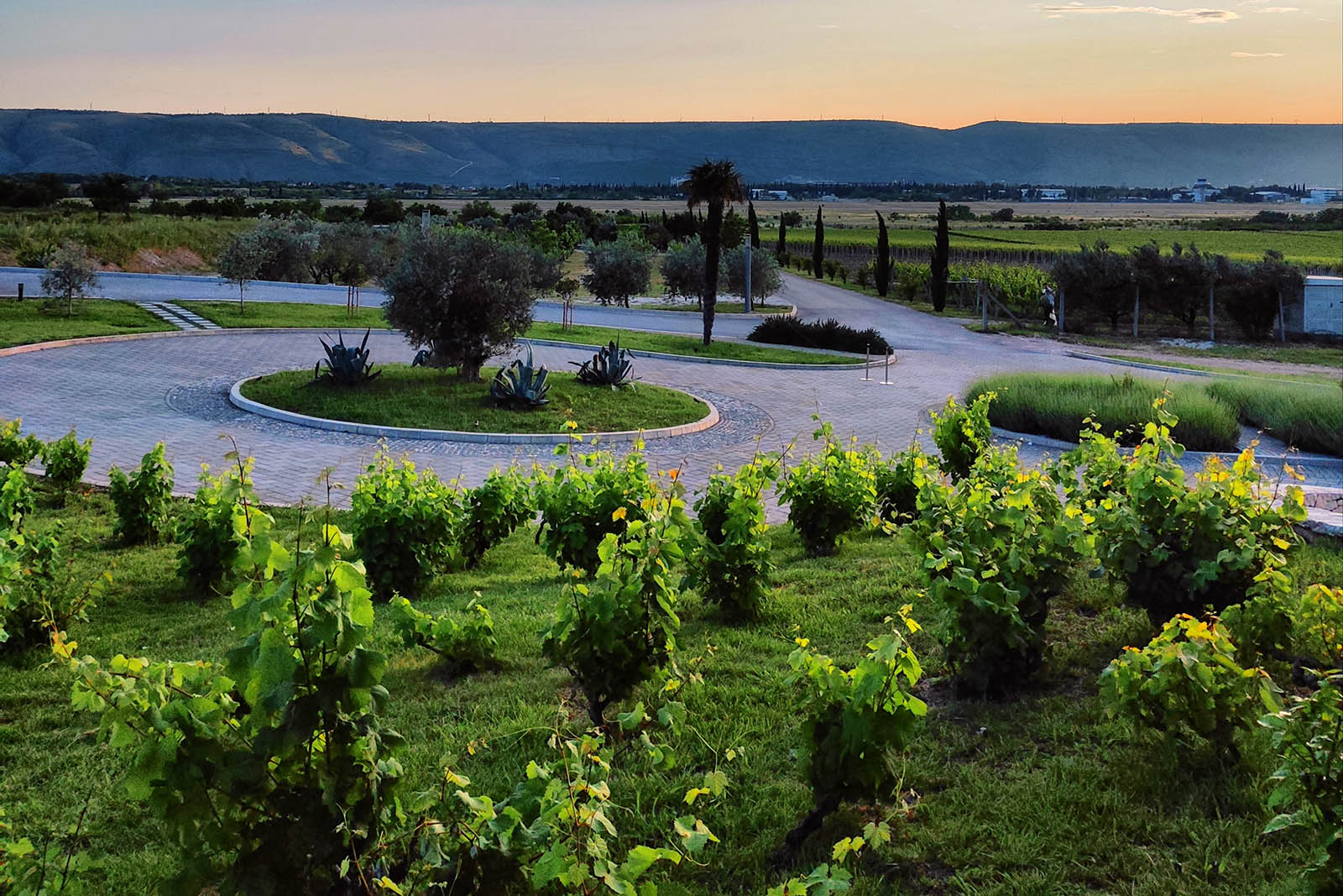Vineyard rows and olive trees on the estate that supplies Hotel Bulevar's kitchen